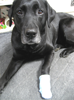 31kutusitamomo.jpg(58804 byte)