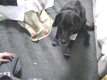 46momoasi.jpg(68102 byte)