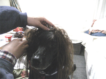 49momodura.jpg(51772 byte)