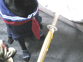 51momosinai.jpg(67557 byte)