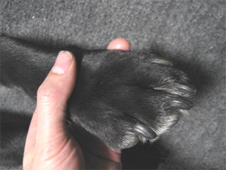 61momoasiappu.jpg(46507 byte)