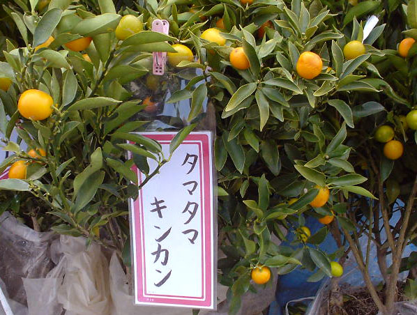 �����Ɏ����Ă܂�