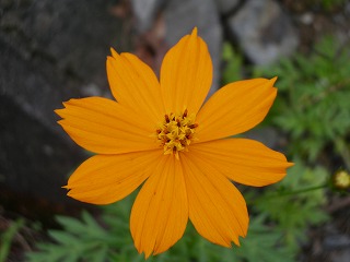 �yDJ.1�z�l�o�[�G���f�B���O�������