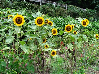 �yDJ.3�z���Ɵ��ƒj�Ƃ������