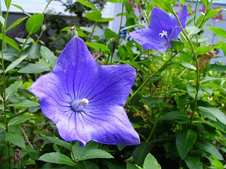 �yDJ.4�z�������ԊO�n