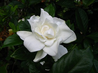 �yDJ.7�z���E�̒��S�ł�����������