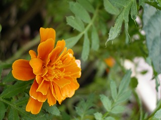 �yDJ.11�z�l�������ǉ����������