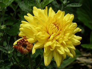 �yDJ.13�z���R���C�`�I�V�������