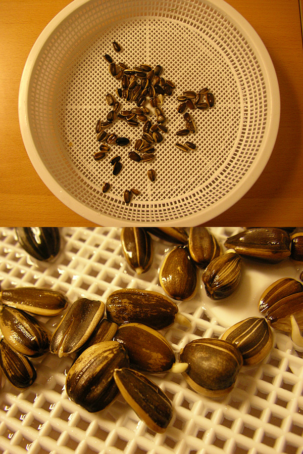 �Ђ܂��3����