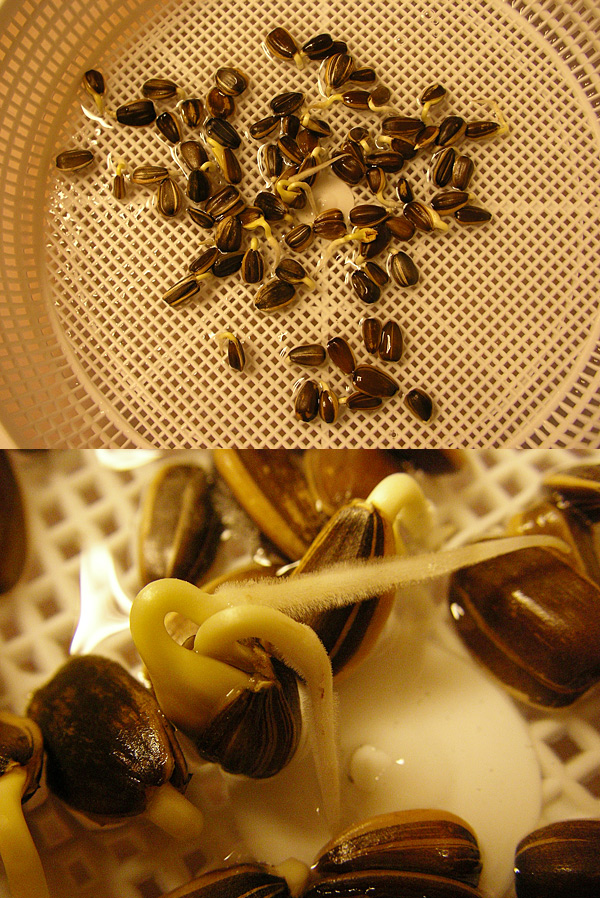 �Ђ܂��4����