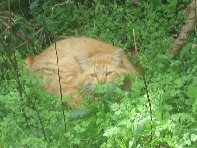 ���F�������܂�