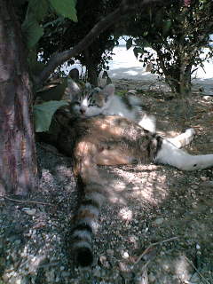 ���Ȃ������ς��ɂ�B