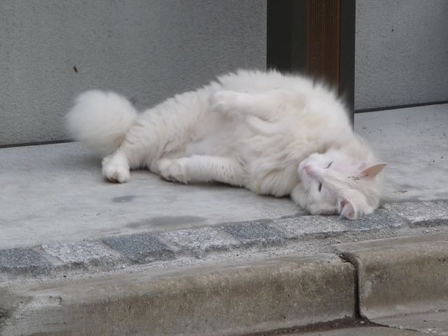 ����񂲂��