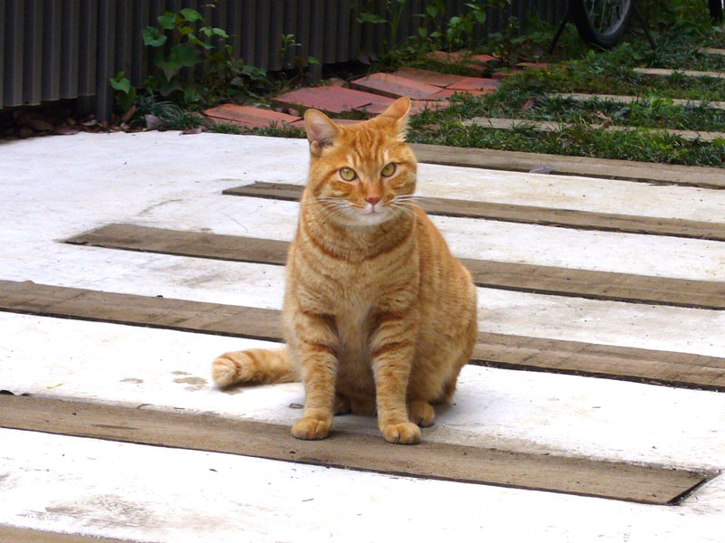 ���ߏ��̃A�C�h��