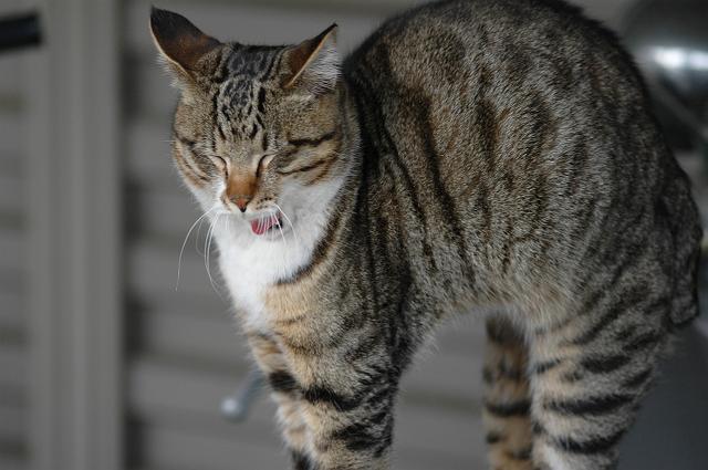 �ǂ��Q���ȁ`