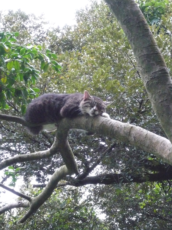 ���A���`�F�V���L�B