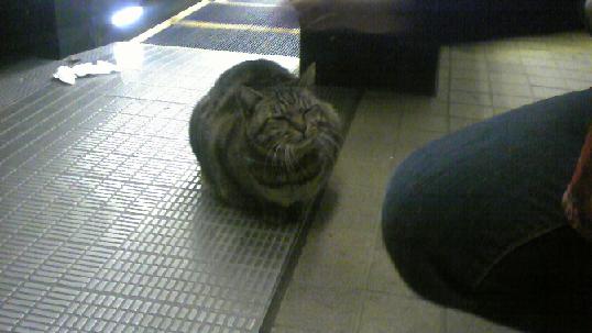 �G�X�J���[�^�[