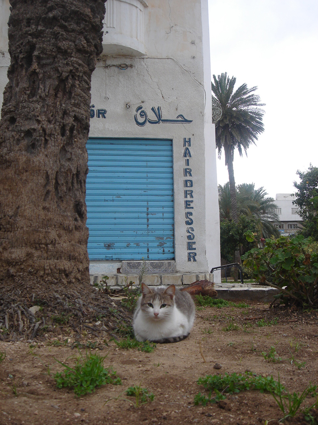 �`���j�W�A�̔L