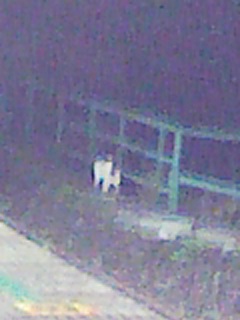 ���u�H��̔L�v