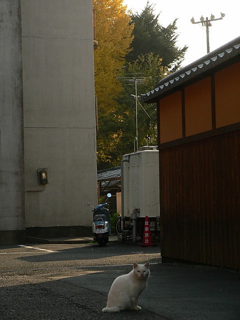 ���R�̃V�������