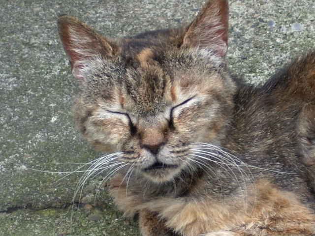 �Q�Ă܂���A�ڂ��҂��Ă邾���ł�