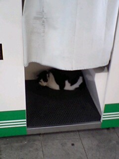 �ؖ��ʐ^�����p�ł���?