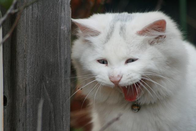 �����̐�������ԔL