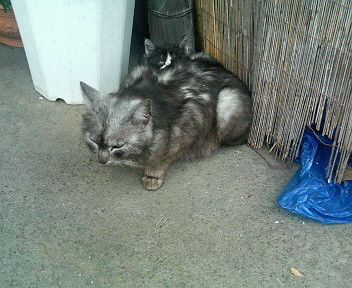 ���₱�ł���