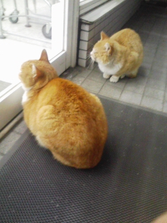 �[��̃R���r�j�̓����ɂđ҂�