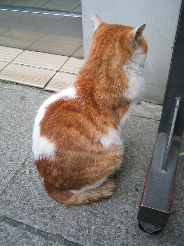 ����������������Ԕ��l�Ȕw��