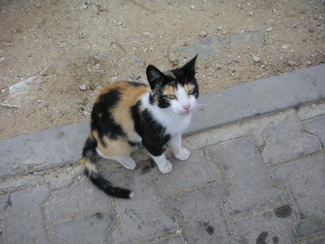 �`���j�W�A�Ō��������L