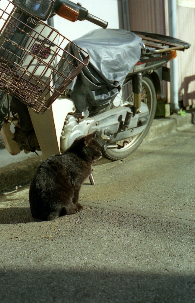 �l�R�ƃo�C�N