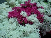 �J�L�X�I�ȉ�