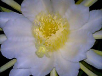 �������l�݂����Ȃ��