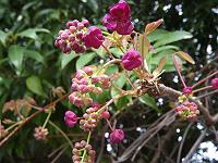 �A�P�r�̉�