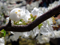 �A�[�����h�̉�