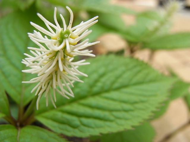 ���ԃu���V