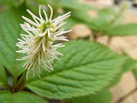 ���ԃu���V