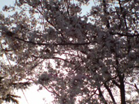 ���N�͂����U���Ă��