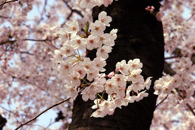 �T�N���T�N