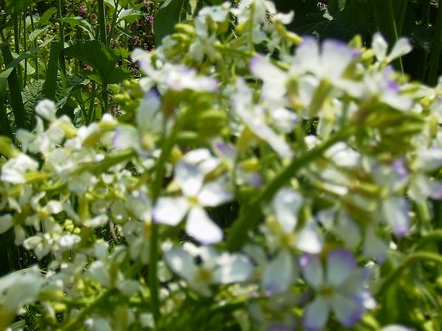 ��������̉�