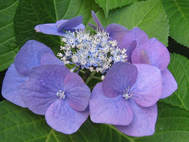 �A�W�T�C�̂܂�Ȃ��̉Ԃ��炭�̂����킢��