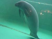 �l���`���̌�