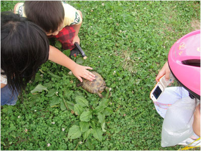 カメが自由に散歩する公園がある カメが自由に散歩する公園がある
