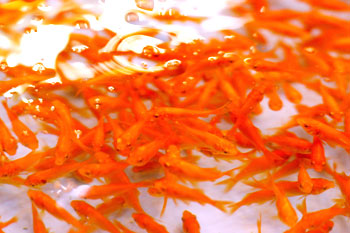 040903_036.JPG (16201 oCg)