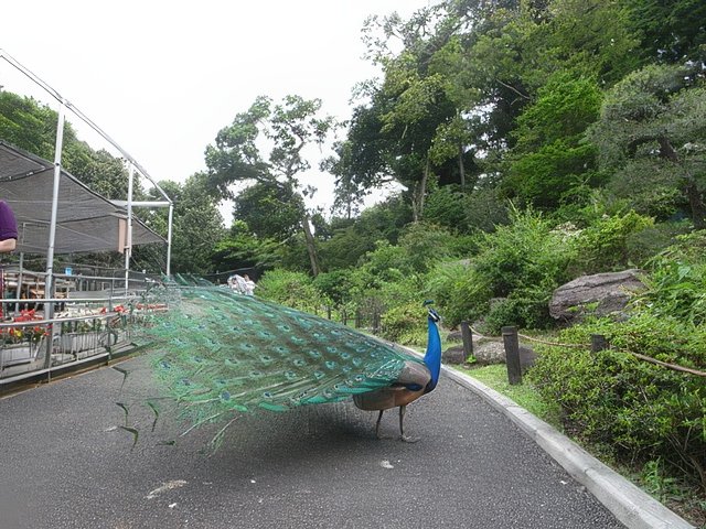 036-topaz-standard v2-640w.jpg