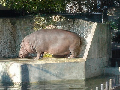 3-8-topaz-standard v2-2x.jpg