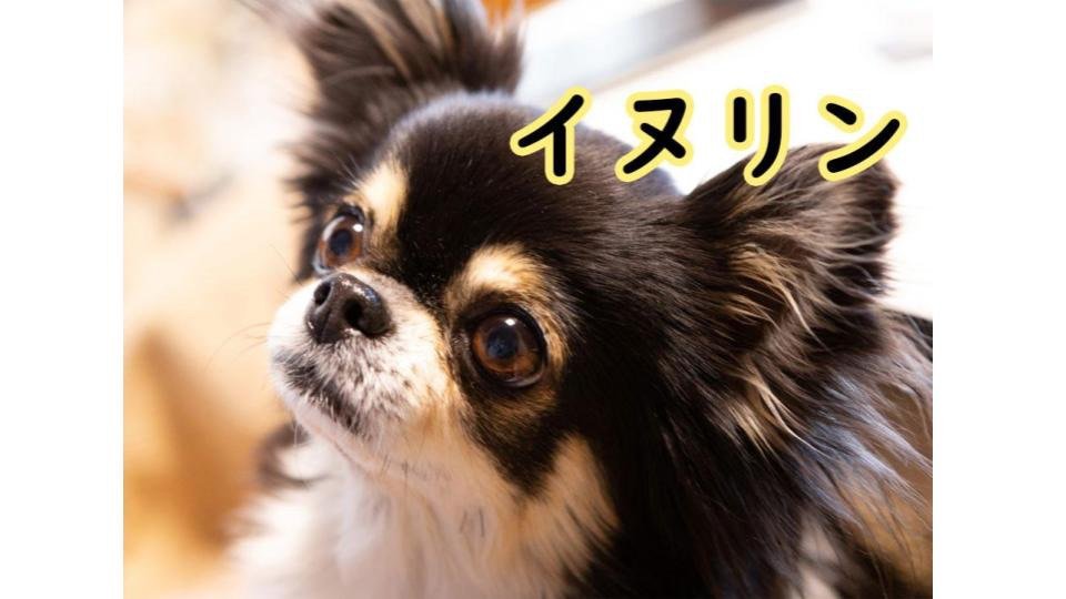 イヌリン.jpg