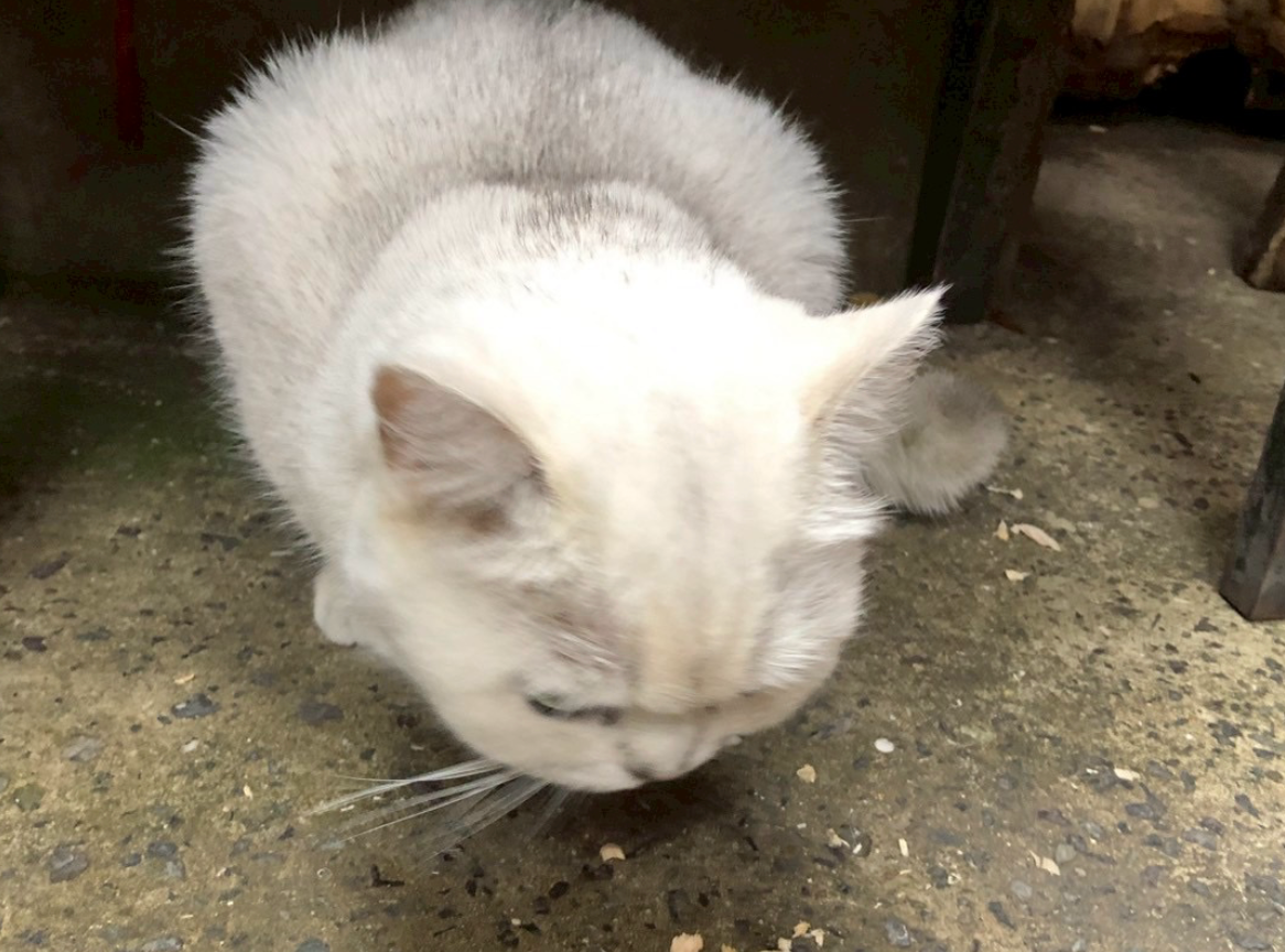 image_s004.png