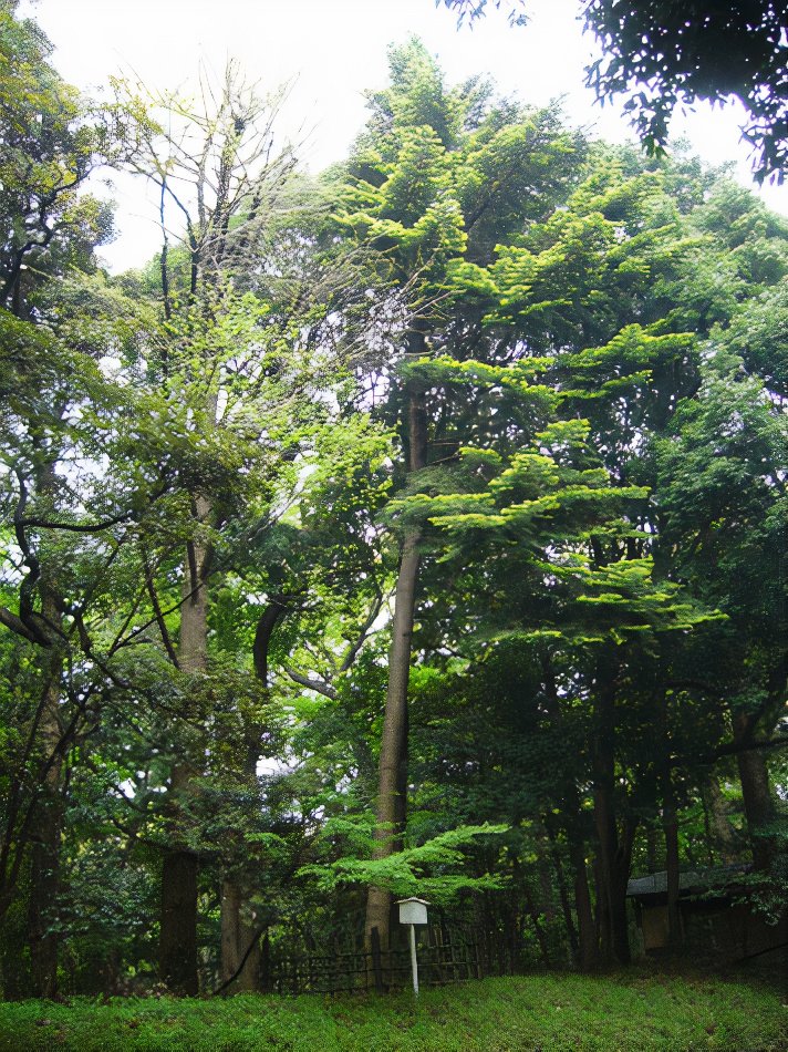 yoyogi1_photos_v2_x2.jpg